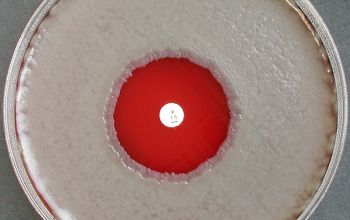 Bacillus anthracis Blood Agar 24h culture incubated with O2