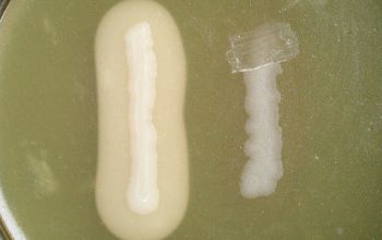 Bacillus cereus  culture incubated with O2