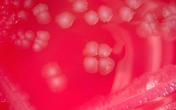 Bacillus circulans Blood Agar 24h culture incubated with O2