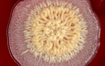 Bacillus pumilus Blood Agar 48h culture incubated with O2