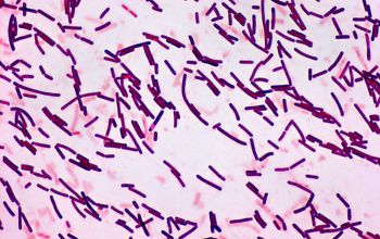 Bacillus subtilis Gram stain