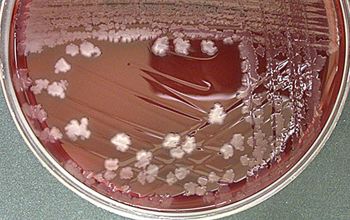 Clostridium limosum Brucella Blood Agar 48h culture anaerobicly incubated