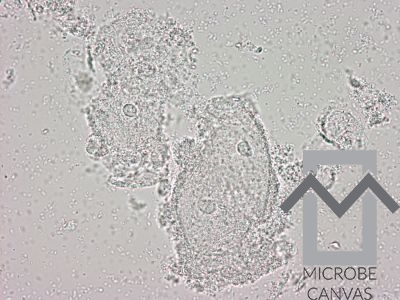 Rocco Siffredi porno kliplar