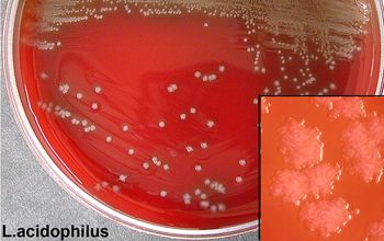 Lactobacillus acidophilus Blood Agar 48h culture incubated with CO2
