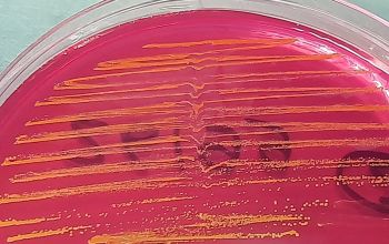 Leuconostoc mesenteroides  culture 