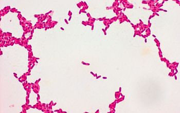 Methylobacterium rhodinum Gram stain