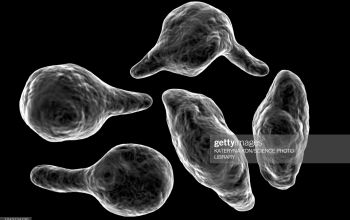 Mycoplasma hominis 