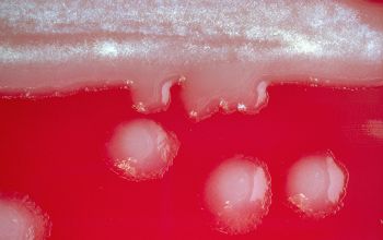 Paenibacillus pabuli Blood Agar 24h culture incubated with CO2
