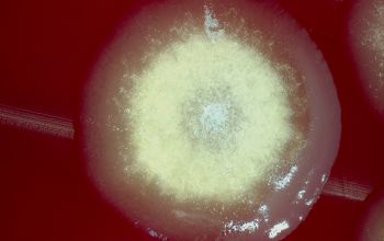 Paenibacillus pabuli Blood Agar 48h culture incubated with CO2