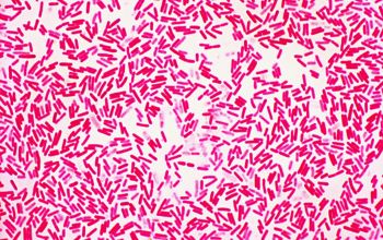 Paenibacillus pabuli Gram stain