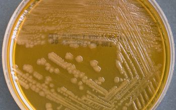 Salmonella typhi (Salmonella enterica subsp. enterica serovar Typhi) Mac Conkey Agar without salt 48h culture incubated with O2