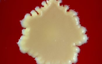Staphylococcus gallinarum Blood Agar 48h culture incubated with CO2