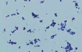 Staphylococcus saccharolyticus Gram stain
