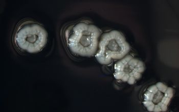 Streptomyces griseus  culture incubated with O2