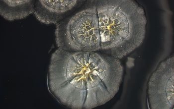 Streptomyces griseus  culture incubated with O2