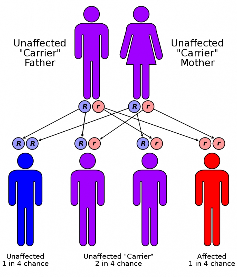 Cystic Fibrosis CF