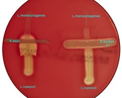 CAMP-test_Listeria monocytogenes & L. ivanovii